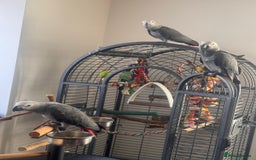 Parrots birds for sale: 12w Hand reared Congo African grey parrot babies  - Advert 8