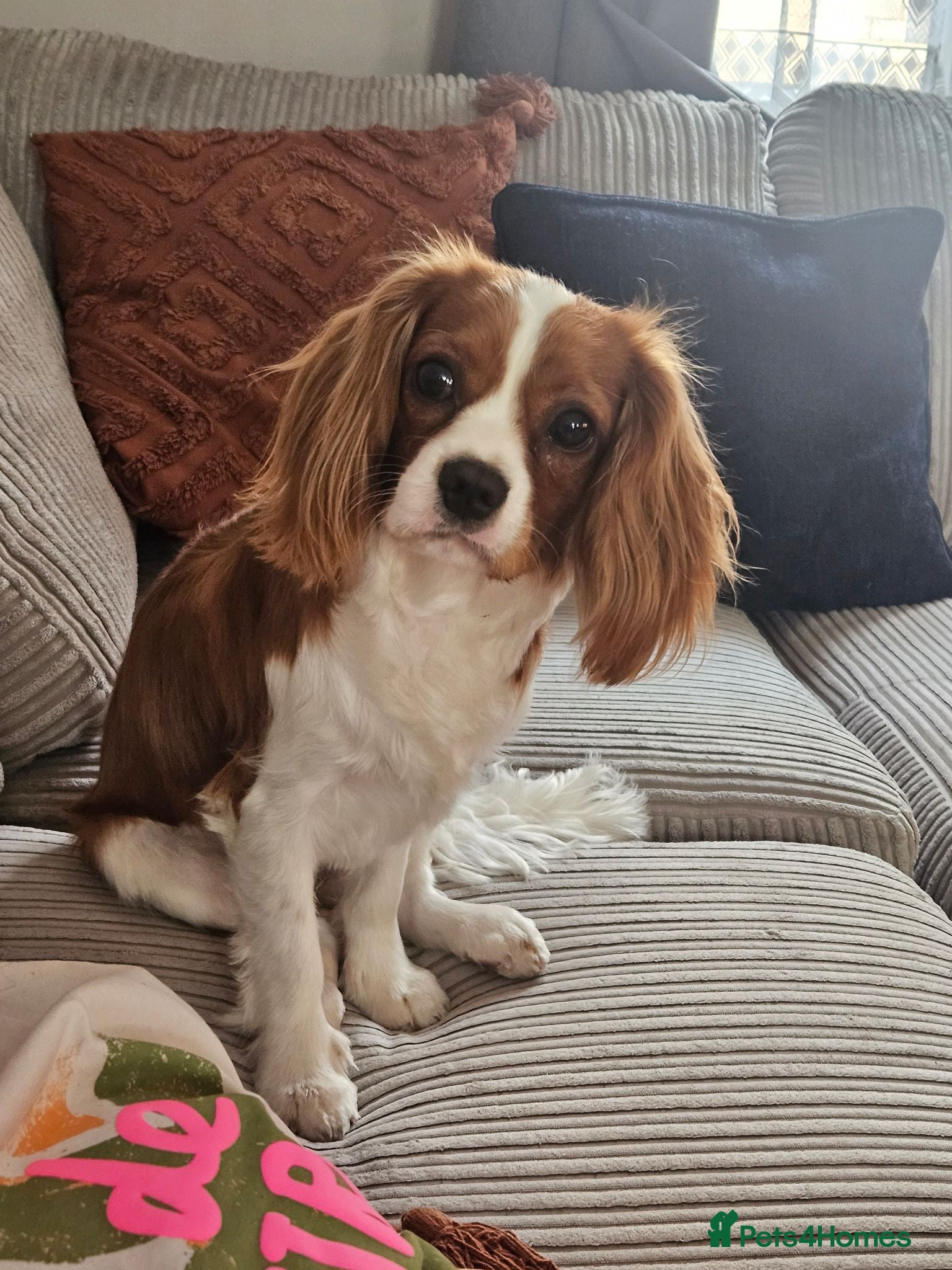 Cavalier King Charles Spaniel dogs Cavalier king charles for Sale - Advert 5