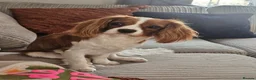 Cavalier King Charles Spaniel dogs for sale: Cavalier king charles for Sale - Advert 1