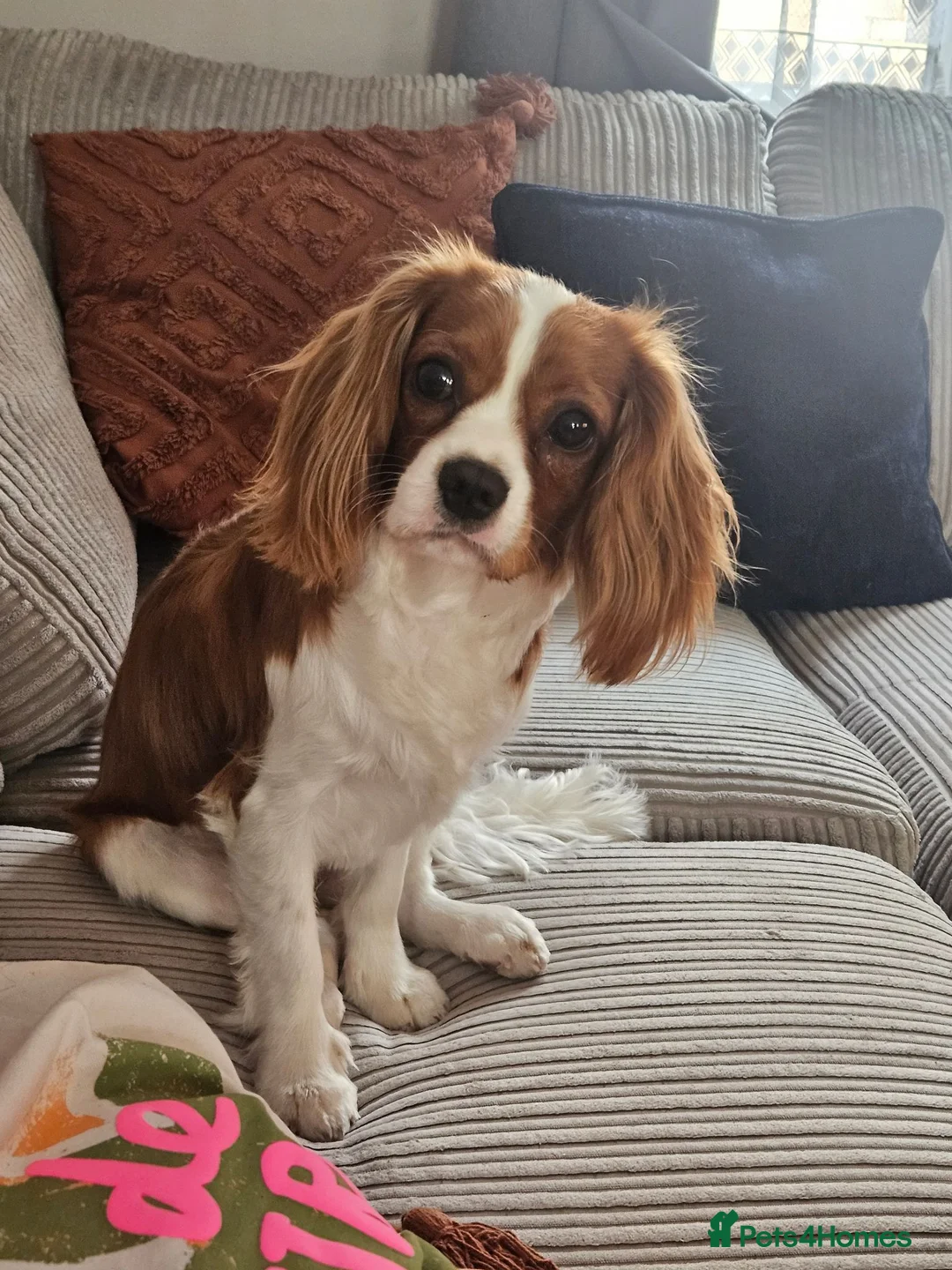Cavalier King Charles Spaniel dogs for sale: Cavalier king charles for Sale - Advert 1