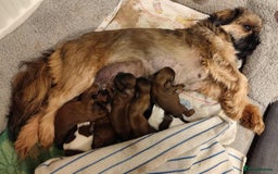 Shih Tzu dogs for sale: LOVELY SHIH TZU PUPPIES  - Image 32