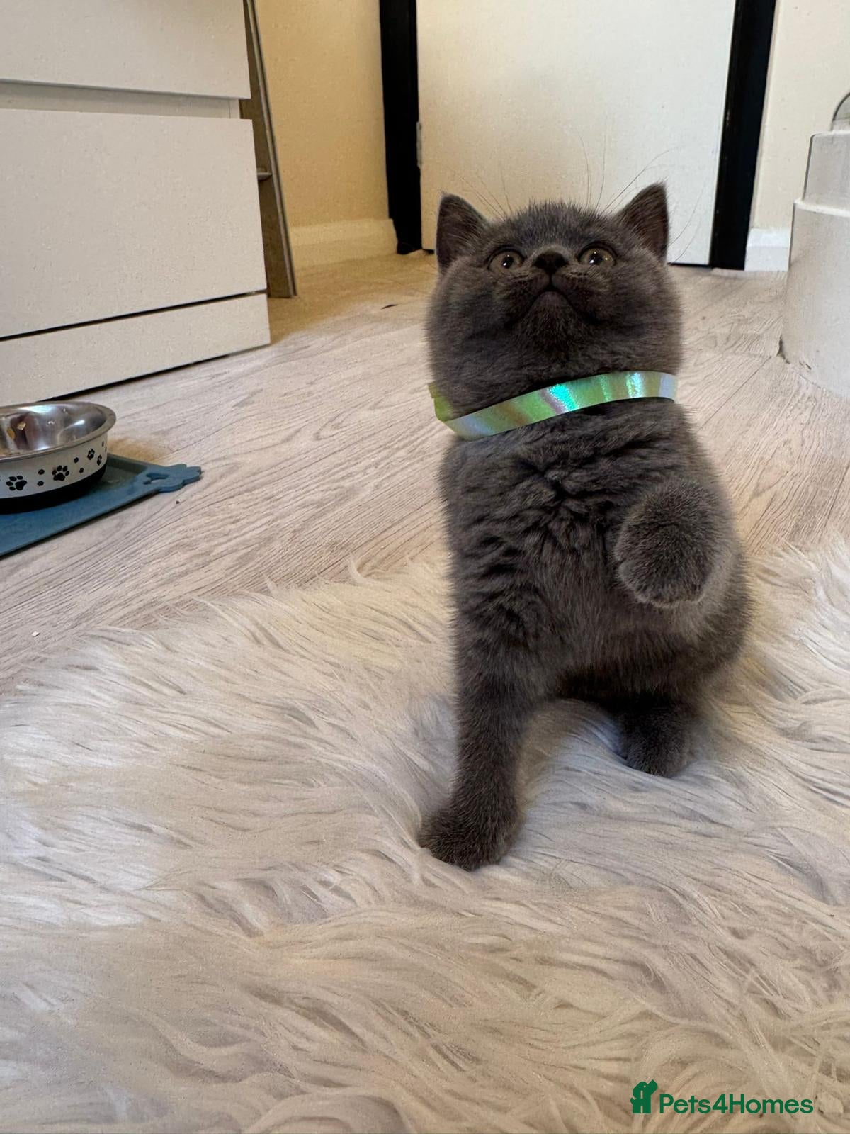 British Shorthair cats for sale: LOVELY BRITISH SHORTHAIR - Advert 9