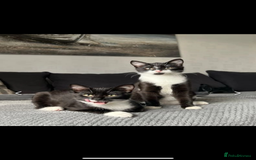 British Shorthair cats for sale: Binx & Tommy - Image 1