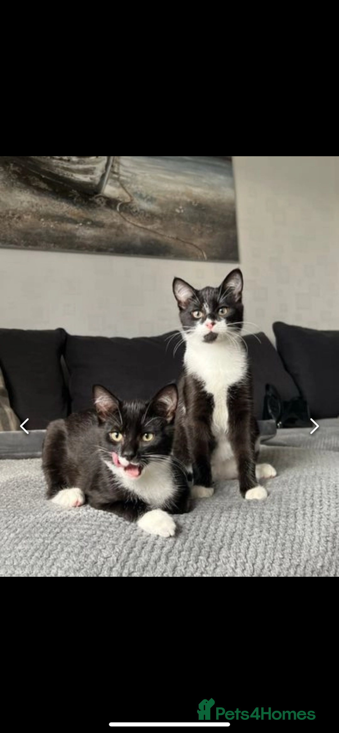 British Shorthair cats for sale: Binx & Tommy - Image 1