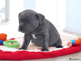 Staffordshire Bull Terrier dogs - Advert 8