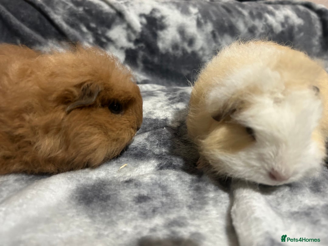 Guinea Pig rodents for sale: Swiss baby boars ready now - Advert 6