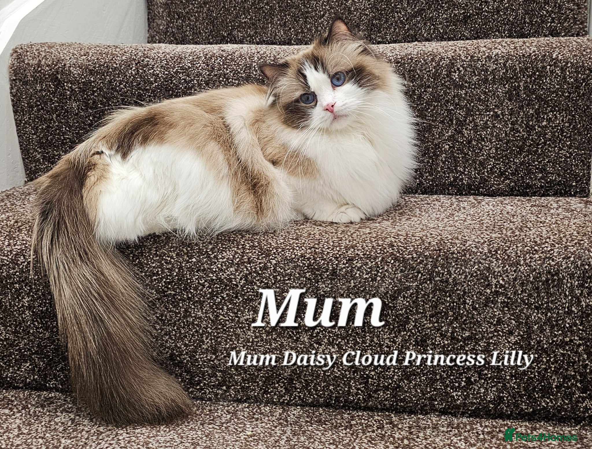 Ragdoll cats Stunning Ragdoll kittens GCCF Pet /Active  - Advert 2