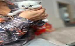 Ragdoll cats for sale: Beautiful pedigree blue point seal point Ragdolls - Image 2