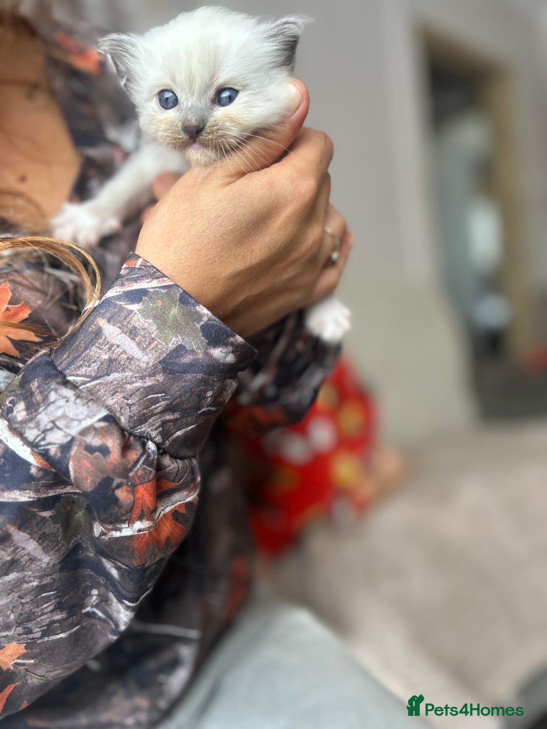 Ragdoll cats for sale: Beautiful pedigree blue point seal point Ragdolls - Image 2