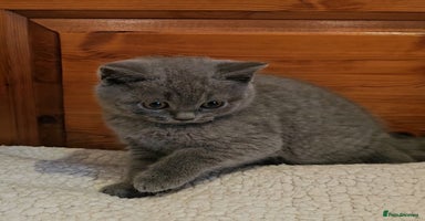 British Shorthair cats - Advert 14