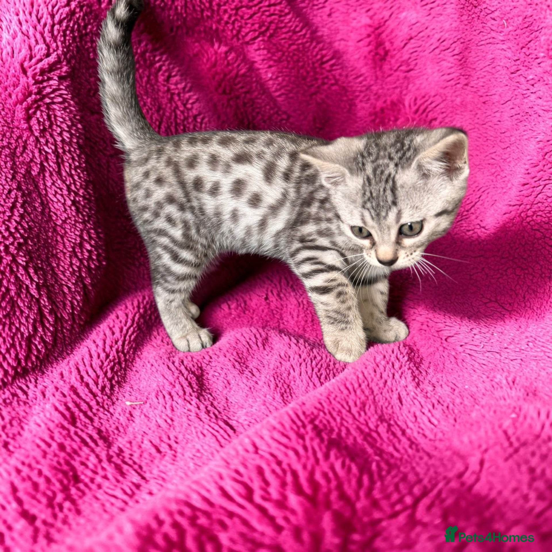 Bengal cats Gorgeous Bengal Babies - Silver girl, Smoke Boy - Advert 3