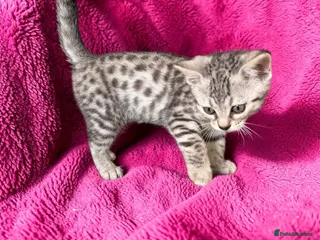 Bengal cats Gorgeous Bengal Babies - Silver girl, Smoke Boy - Advert 3