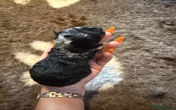 Toy Poodle dogs for sale: Pedigree Toy Poodle puppies, DNA tested parents - Image 22