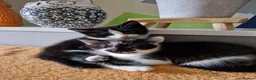 Mixed Breed cats for sale: Noodle the boy cat  - Advert 3