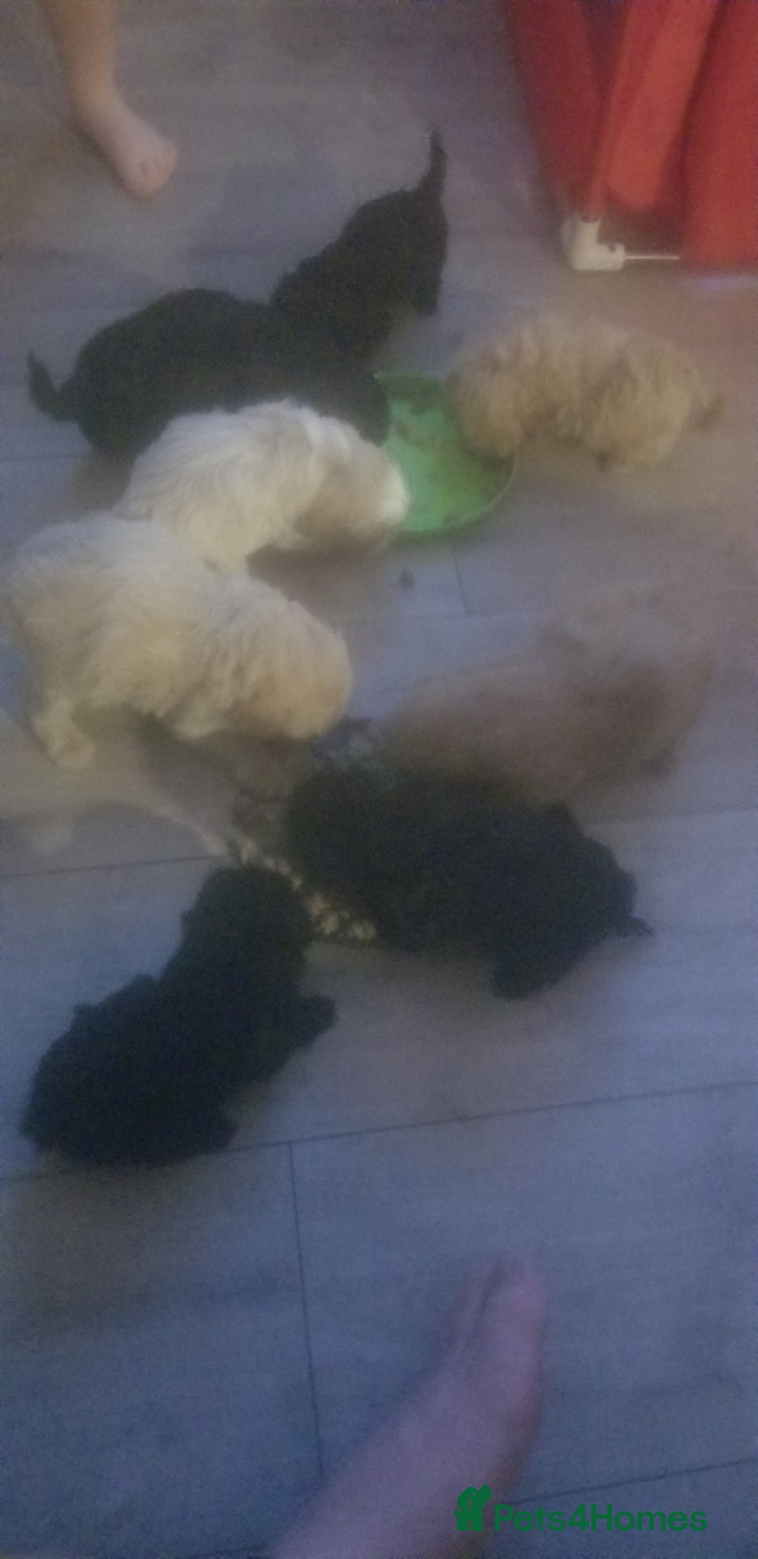 Shihpoo dogs for sale: Last f1b shihpoo left £850 - Advert 13
