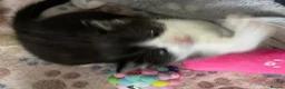 Mixed Breed cats for sale: 1 male and 1 female kitten  - Advert 6