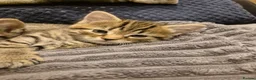 Mixed Breed cats for sale: 2 beautiful kittens for sale! - Advert 7