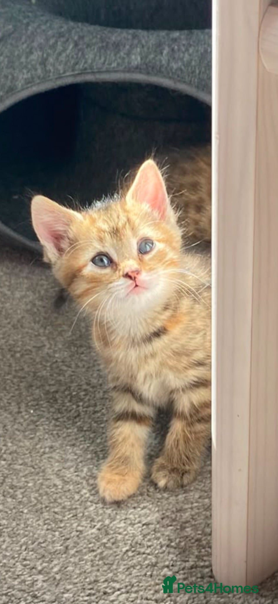 Mixed Breed cats Beautiful mixed breed kittens  - Advert 1