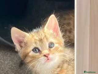 Mixed Breed cats Beautiful mixed breed kittens - Advert 1
