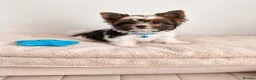Biewer Terrier dogs for sale: Beautiful Small Biewer YorkieTerrier Boy Ready Now - Advert 3