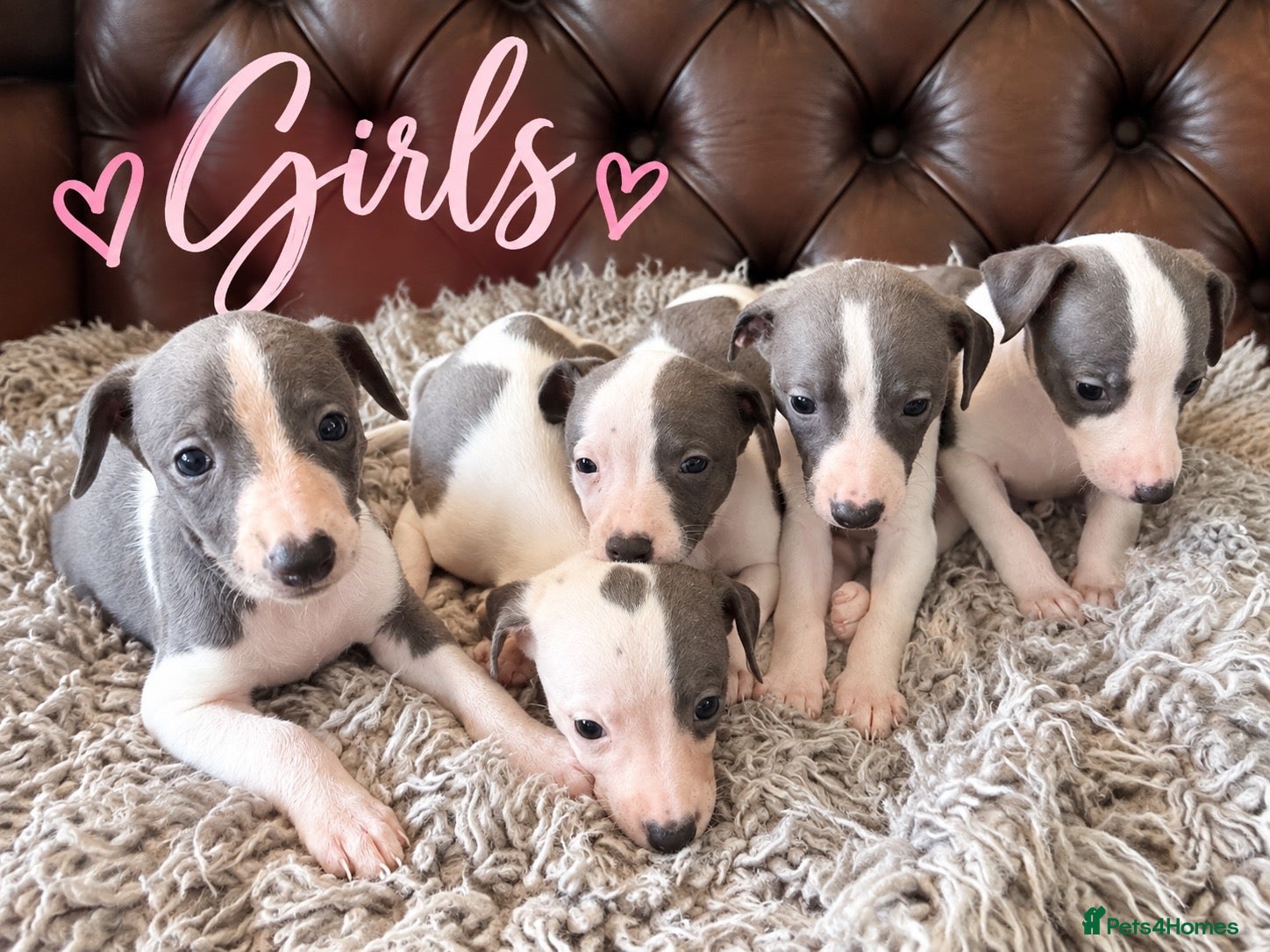 Whippet dogs ✨ EXCEPTIONAL PEDIGREE WHIPPETS  - Advert 2