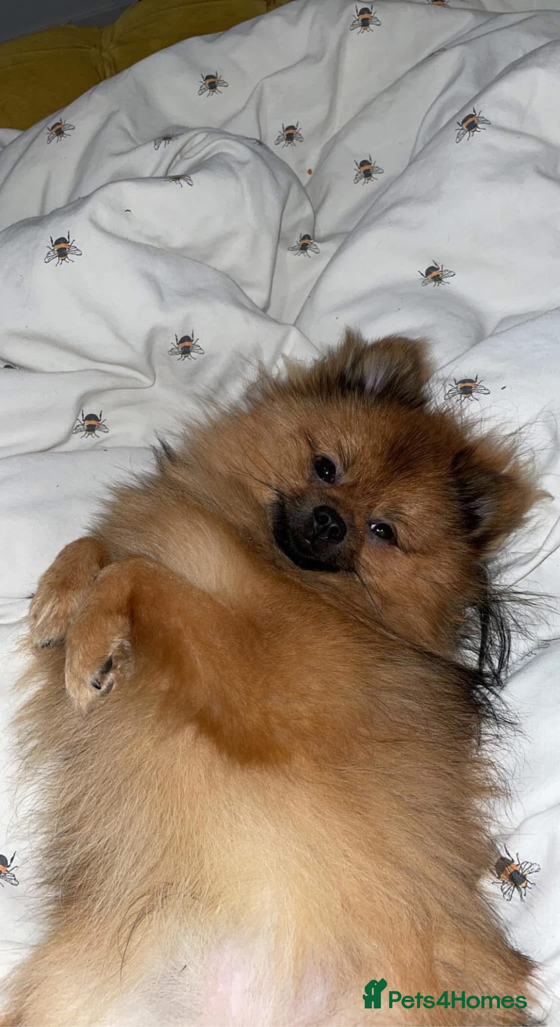 Pomeranian dogs 3 Year old male Pomeranian for sale  - Advert 1