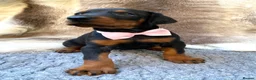 Dobermann dogs for sale: KC REG HEALTH TESTED EUROPEAN DOBERMAN PUPPIES - Advert 28