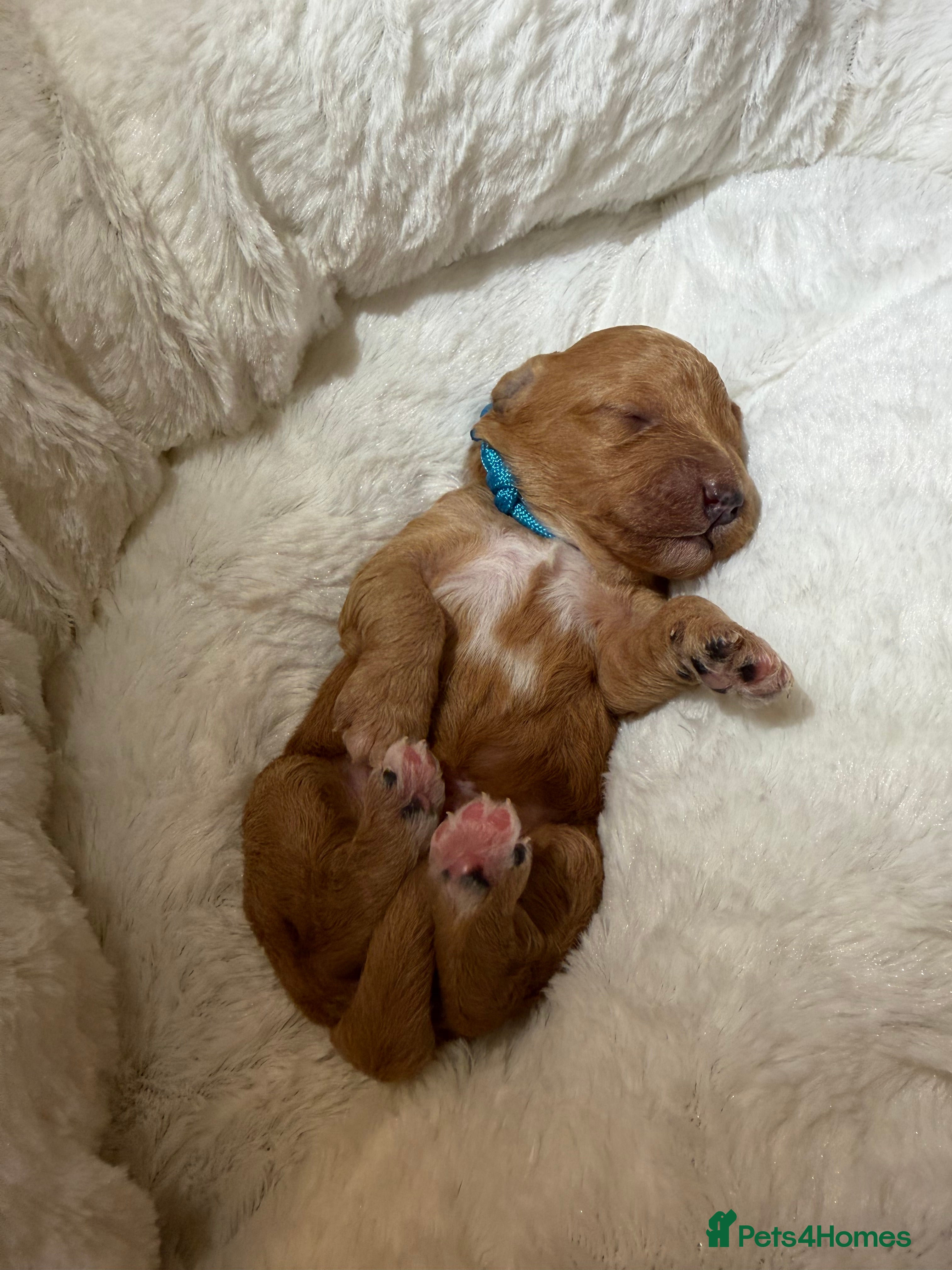 Australian Labradoodle dogs Australian Labradoodle puppies  - Advert 15