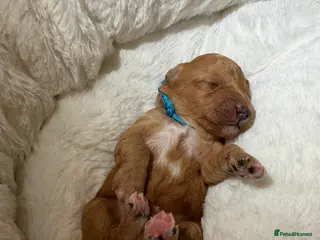 Australian Labradoodle dogs Australian Labradoodle puppies - Advert 15