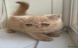 Persian cats for stud: GCCF Active Persian GingerRed cream Garfield stud  in Gerrards Cross - Image 11