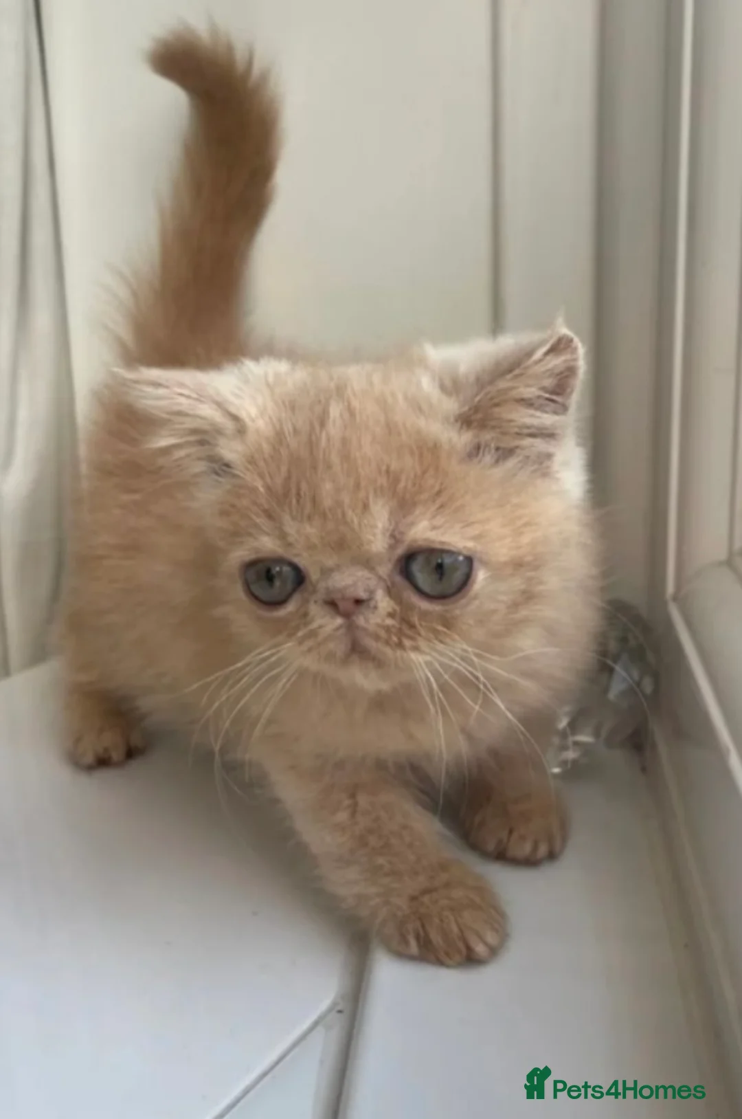 Persian cats for stud: GCCF Active Persian Exotic stud-PKD/PRA&FELV clear in Gerrards Cross - Advert 11