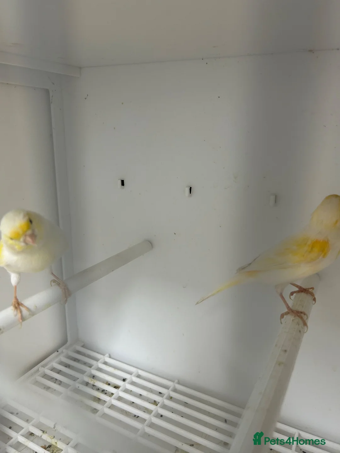 Canaries birds for sale: Yellow dimorphic hen & cock  - Advert 9