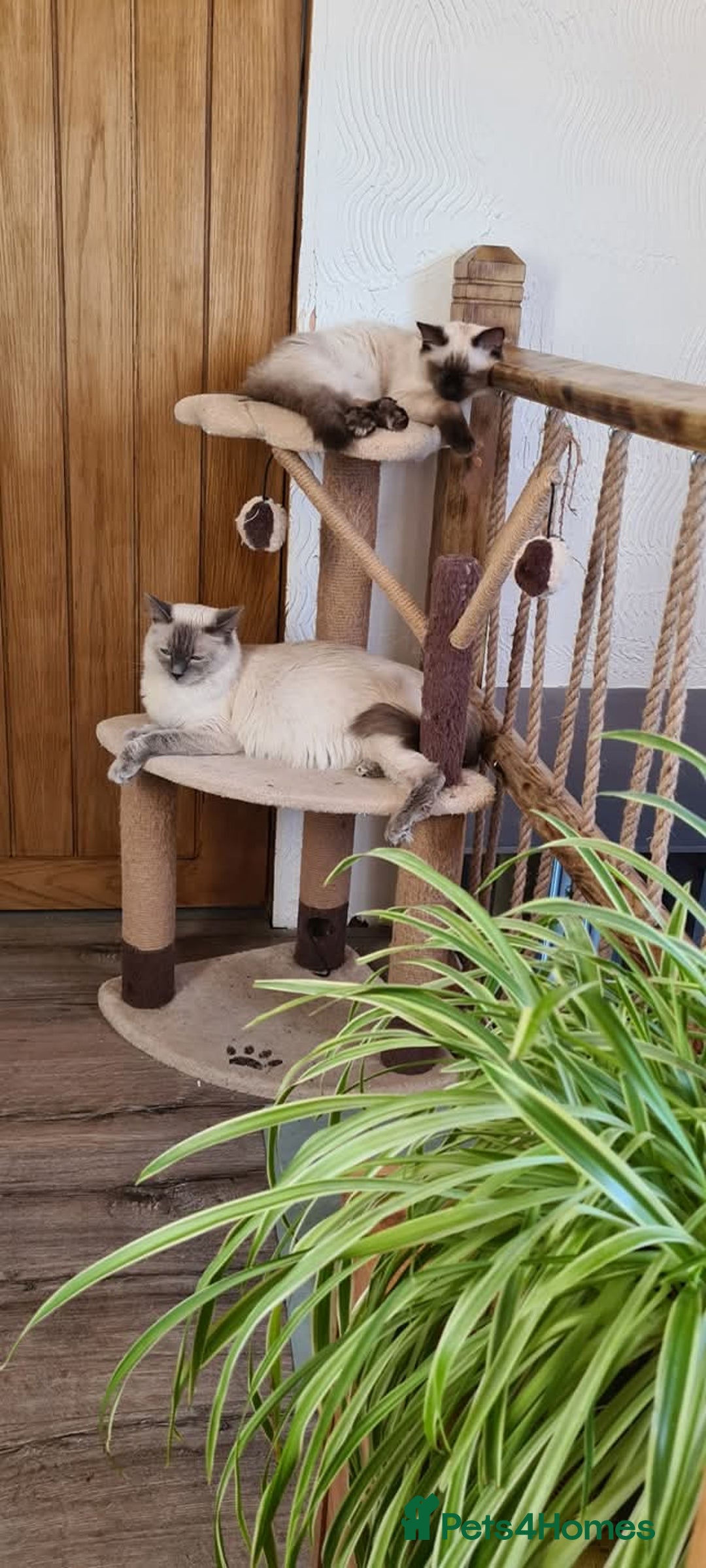 Ragdoll cats for sale: Ragdoll mum kittens - Image 2