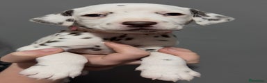 Dalmatian Puppy 4