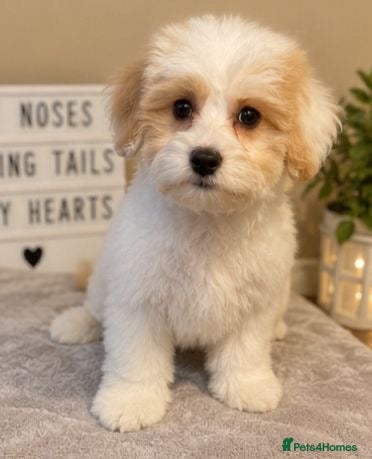 Maltipoo dogs ***Ready to go *** Stunning Maltipoo Puppies - Advert 2