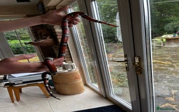 Milk Snake reptiles for sale: Healthy 10 year old Mexican milk snake - Image 5