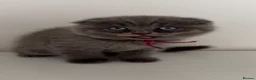 Scottish Fold cats for sale: Unique blue and odd eye kittens - Advert 11