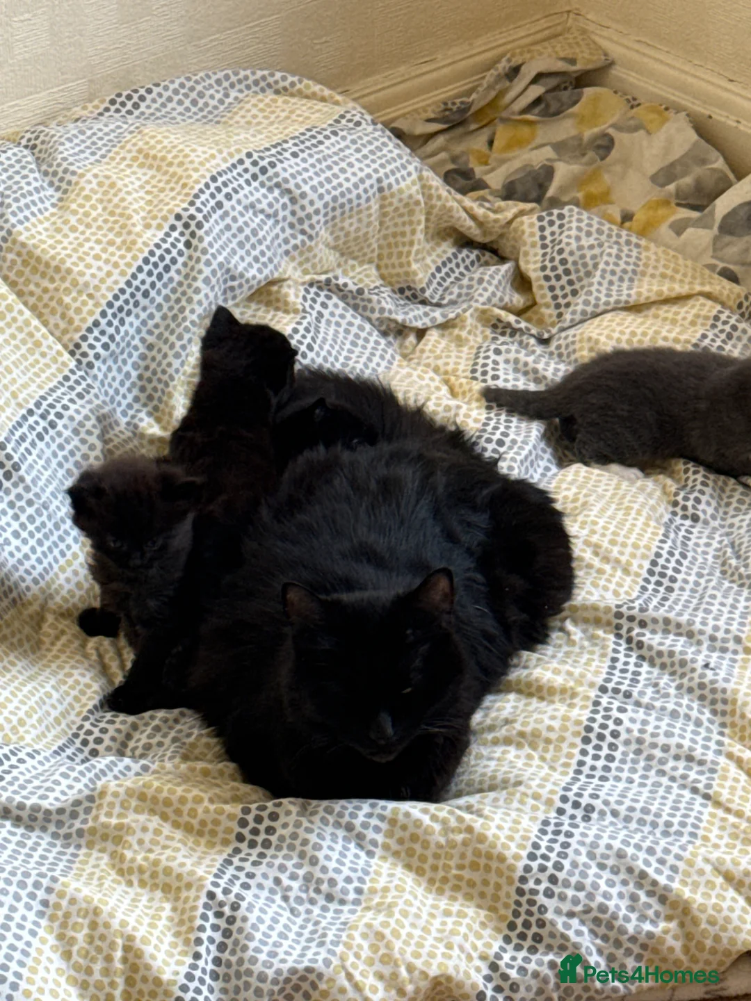 Mixed Breed cats for sale: Four Beautiful kittens - Advert 11