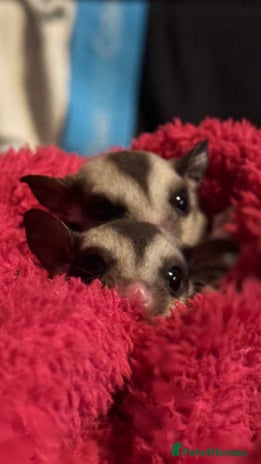 Sugar Glider rodents male and female ready to go - Advert 1