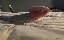 Parrots birds for sale: Beautiful parrot for sale  - Advert 5