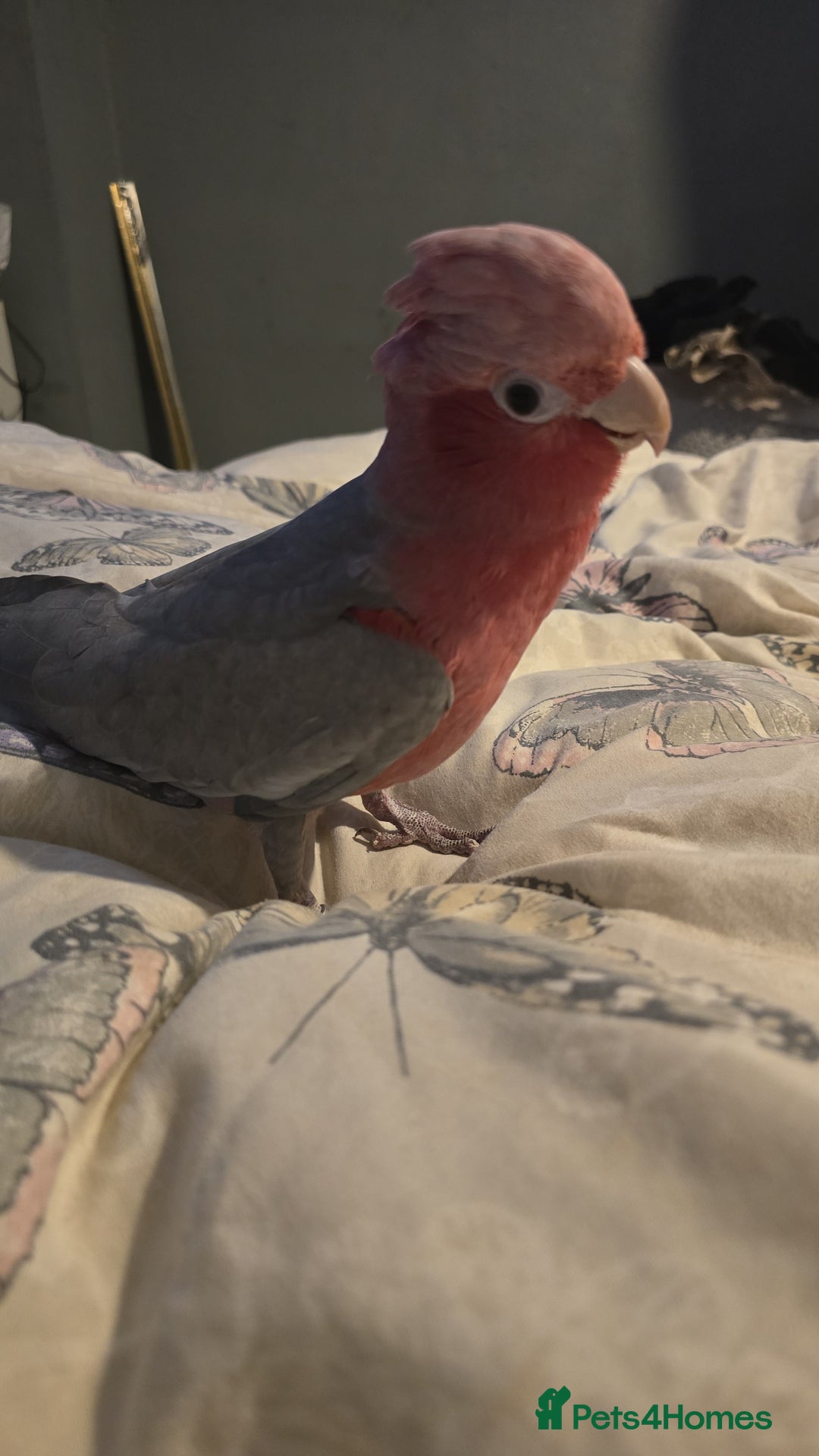 Parrots birds for sale: Beautiful parrot for sale  - Advert 5