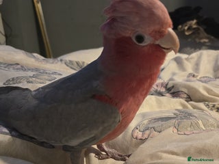 Parrots birds Beautiful parrot for sale - Advert 2