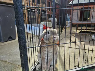 Mini Lop rabbits for sale: CLOVER Blue Fox Mini Plush Lop Buck - Advert 1