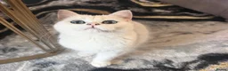 British Shorthair cats for sale: TICA British short hair boy  - Advert 5