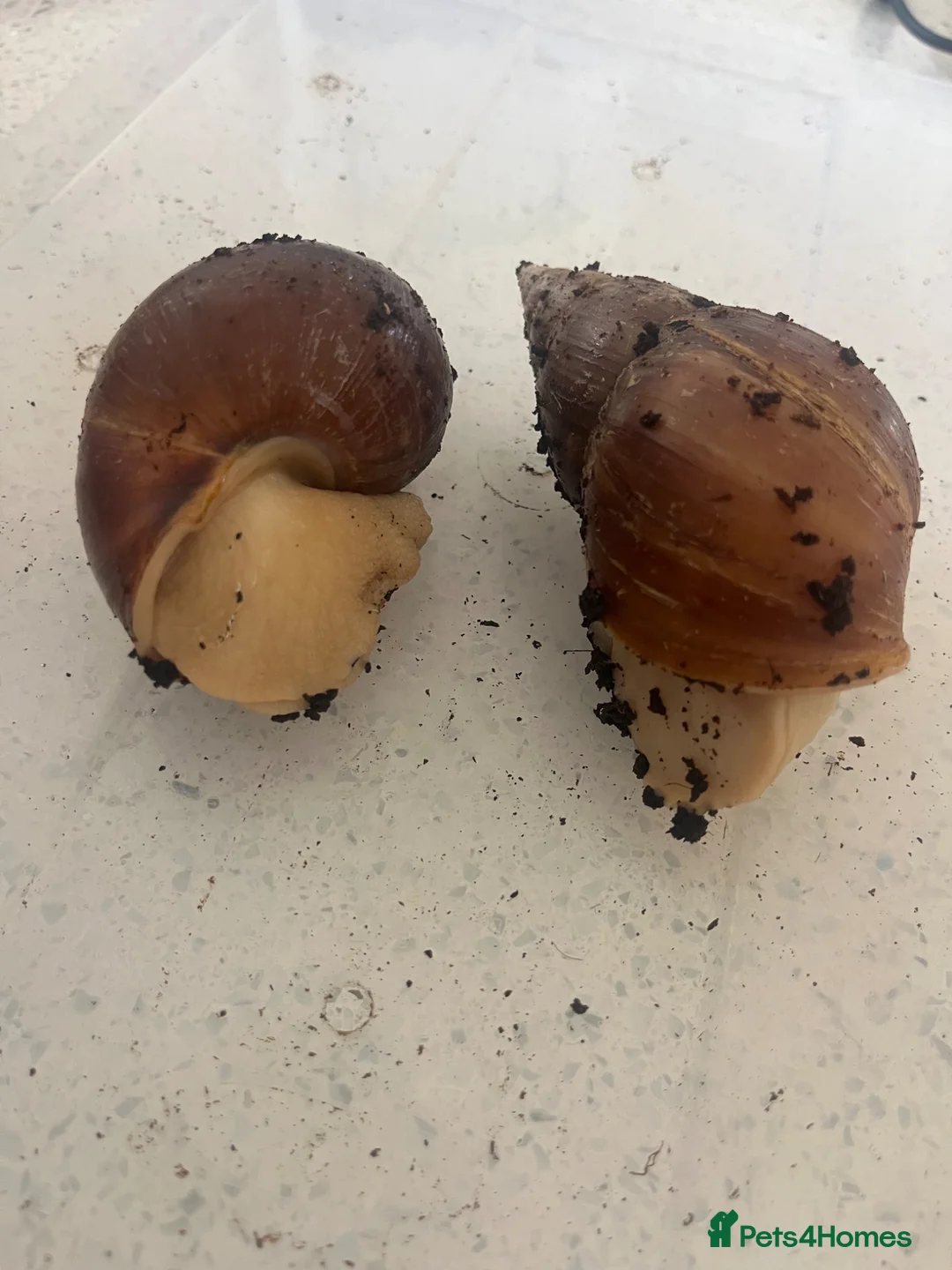 Snails invertebrates for sale: Albino giant african land snails in Bristol - Advert 3