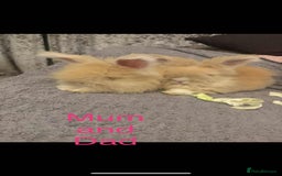 Angora rabbits for sale: Gorgeous fluffy little angora baby bunnies - Image 5