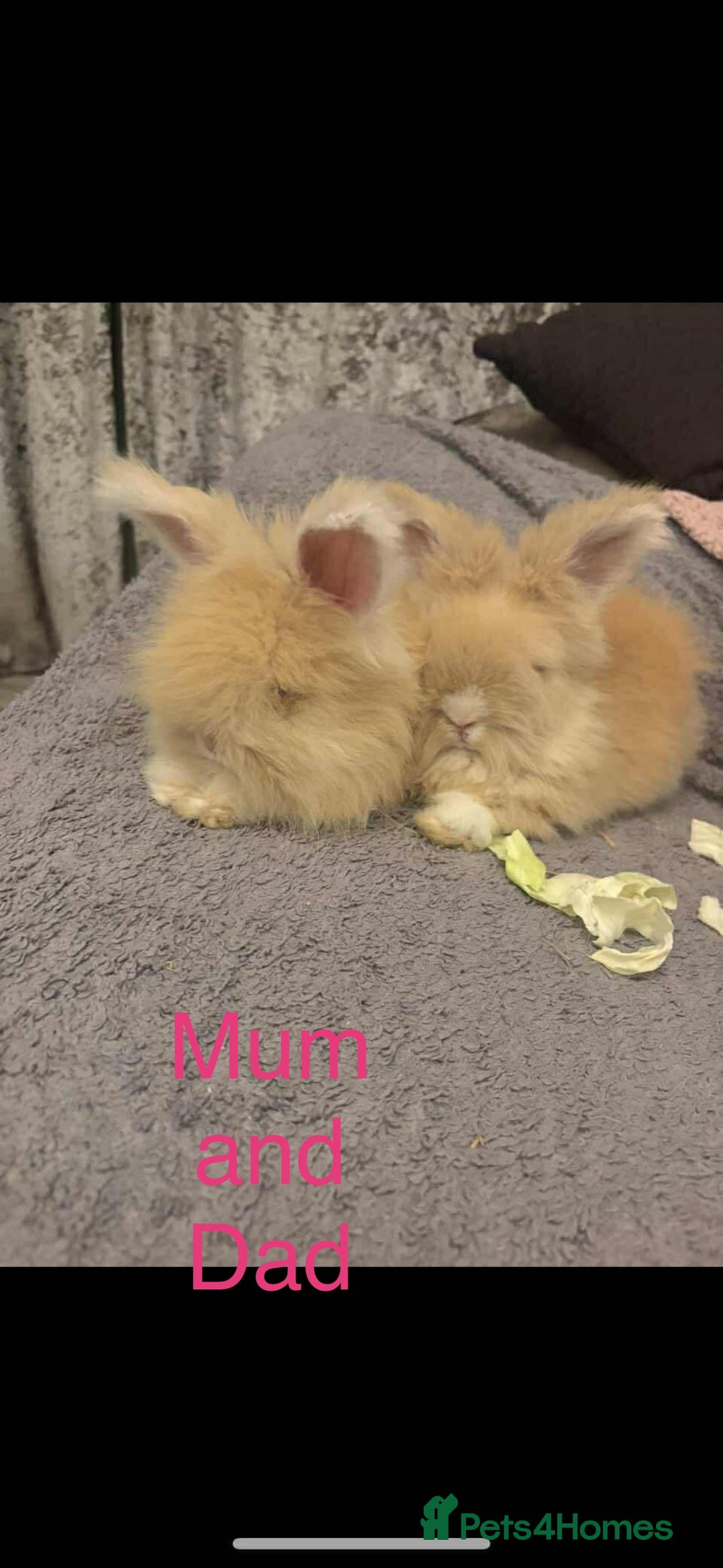 Angora rabbits for sale: Gorgeous fluffy little angora baby bunnies - Image 5