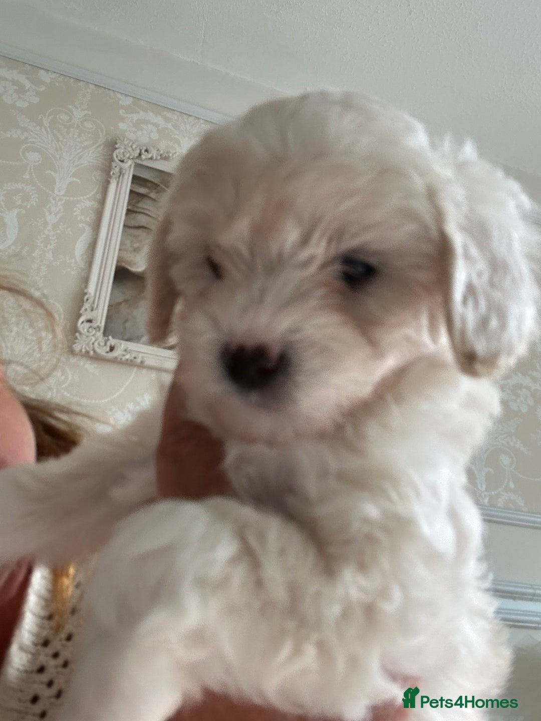 Poochon dogs for sale: F1 poochon puppies   - Image 7