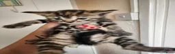 Mixed Breed cats for sale: Beautiful kittens  in Ashford - Advert 5