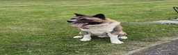 Akita dogs for sale: ⭐ Stunning American Akita – 2.5 Years Old  ⭐ - Advert 4